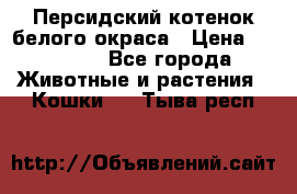 Персидский котенок белого окраса › Цена ­ 35 000 - Все города Животные и растения » Кошки   . Тыва респ.